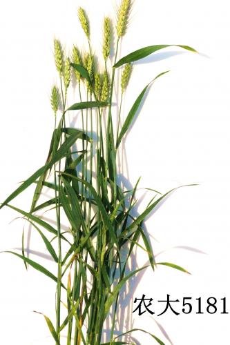 抗旱、高产、耐盐碱小麦新品种农大5181